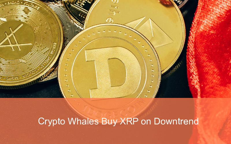 CandleFocus crypto-XRP-whales-purchases-transfers-downtrend