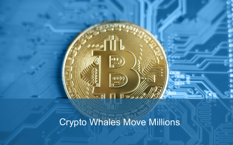 CandleFocus Bitcoin-Ether-Crypto-Wallets-Whale-Activity-Movements