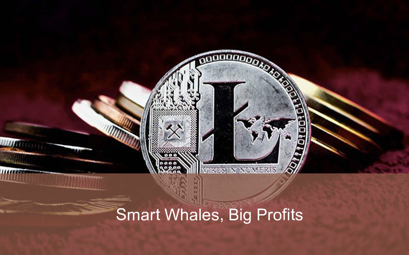 CandleFocus SHIB-PEPE-SmartMoney-CryptoWhale-Investing